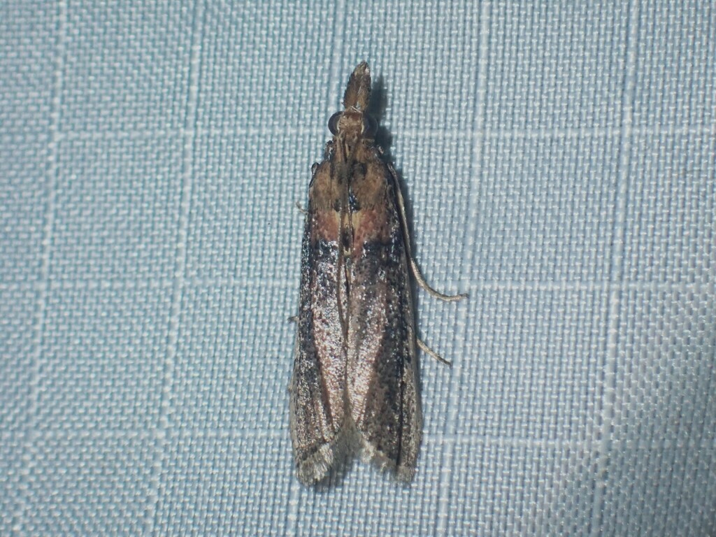 Vitula trinitatis