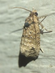 Ecdytolopha