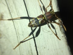 Neoclytus mucronatus