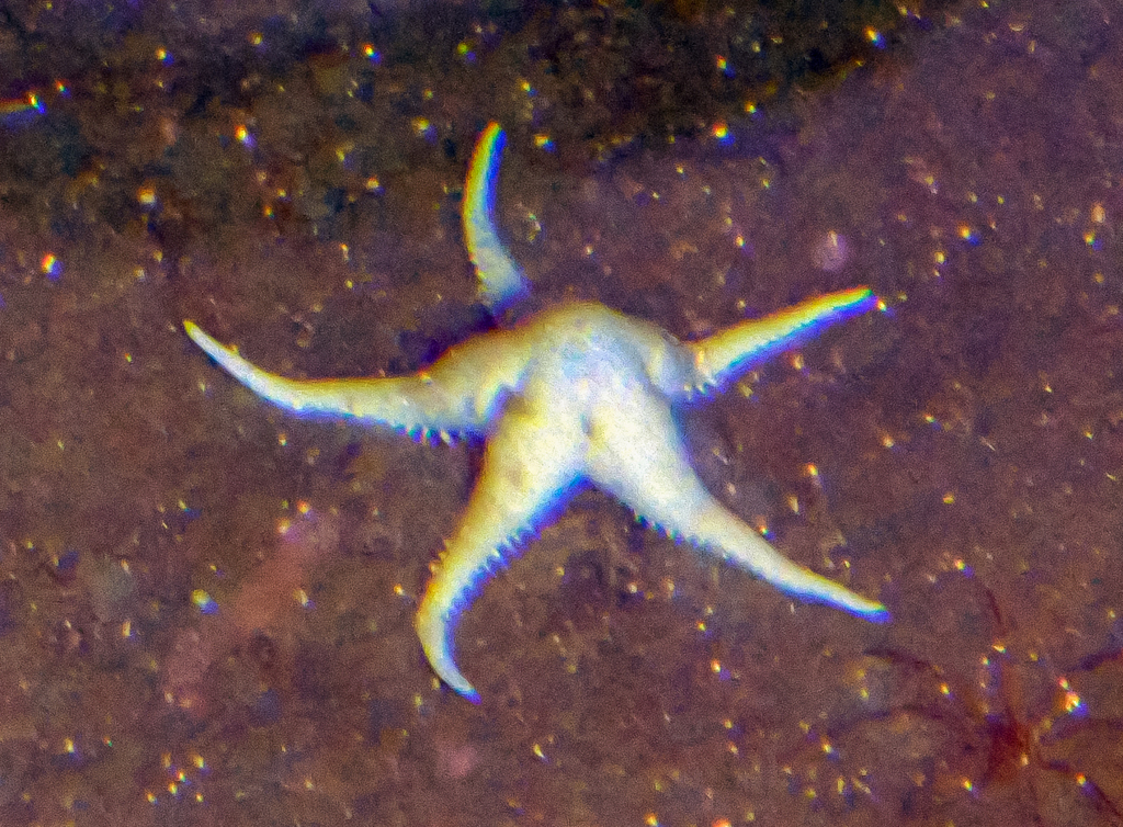 Cuenotaster involutus