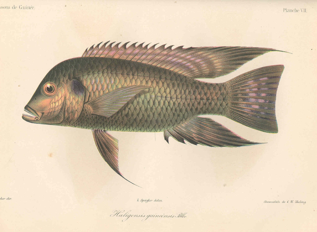 Guinean Tilapia