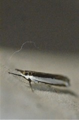 Crambus quinquareatus
