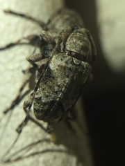 Sternidius mimeticus