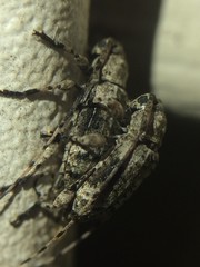 Sternidius mimeticus