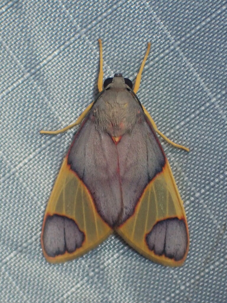 Hyponerita viola