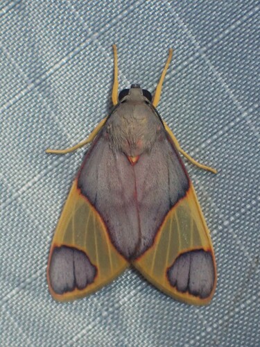Hyponerita viola