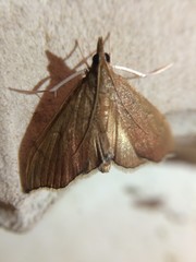 Sericoplaga externalis