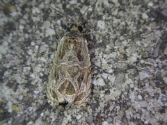 Olethreutes furfuranum