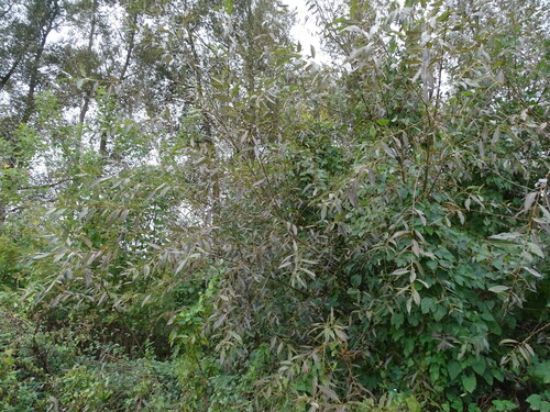 Image of Salix euxina by (c) Grzegorz Grzejszczak, some rights reserved (CC BY-SA)