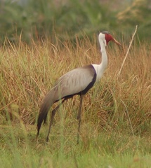Bugeranus carunculatus
