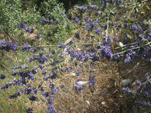 Image of Nepeta curviflora by (c) Nachman bones, some rights reserved (CC BY)