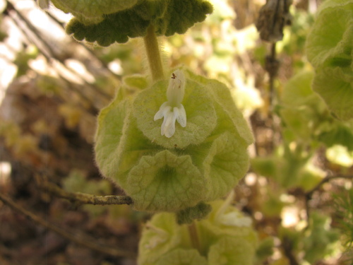 Pseudodictamnus undulatus (Benth.) Salmaki & Siadati