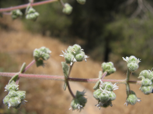 Biblical-hyssop (Origanum syriacum)