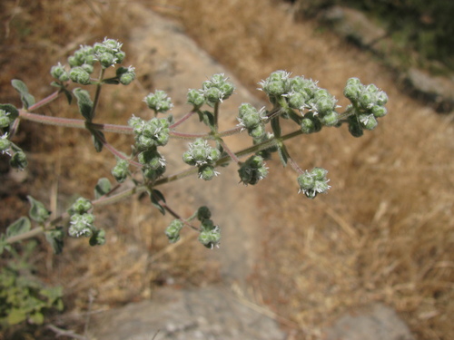 Origanum syriacum, photograph 6