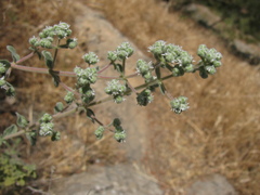 Origanum syriacum, photograph (c) Nachman bones, some rights reserved (CC BY)