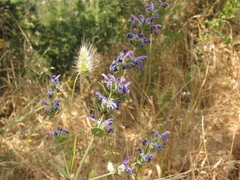 (c) Nachman bones, some rights reserved (CC BY) Nepeta curviflora, photograph (c) Nachman bones, some rights reserved (CC BY)