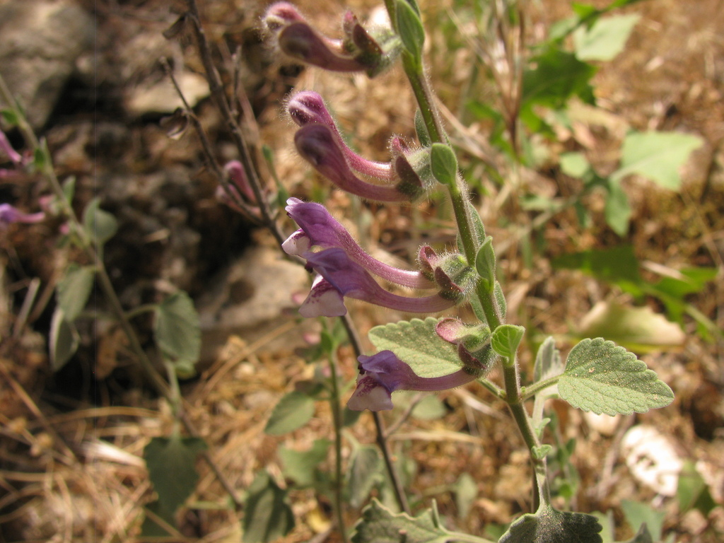Scutellaria brevibracteata; photograph (c) Nachman bones, some rights reserved (CC BY)