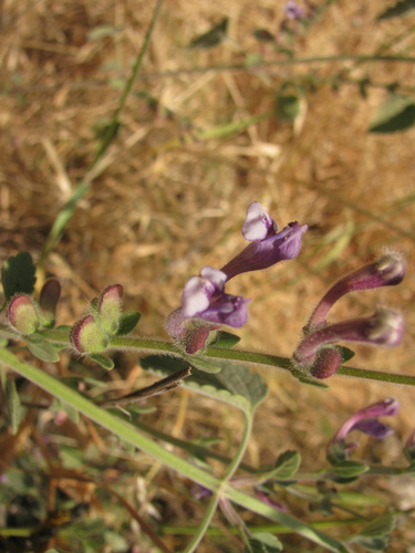 Scutellaria brevibracteata, photograph 3