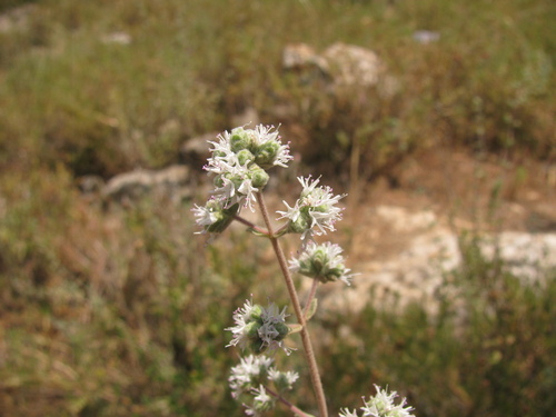 Origanum syriacum, photograph 4