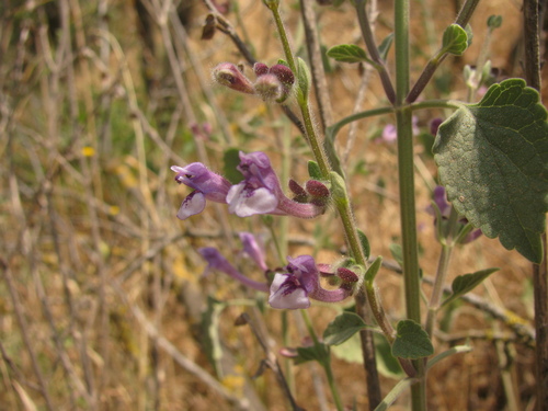 Scutellaria brevibracteata, photograph 4