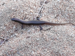 Panaspis