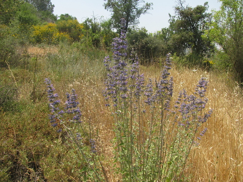 Syrian catnip (Nepeta curviflora)