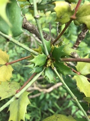 Ampelopsis glandulosa heterophylla