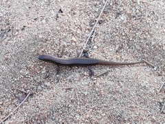 Panaspis