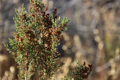 Erica mauritanica, photograph (c) Tony Rebelo, some rights reserved (CC BY-SA)