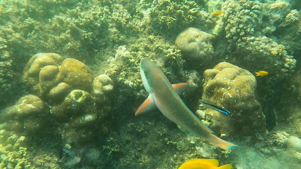Pink-margined parrotfish (Chlorurus capistratoides) — Scaridae