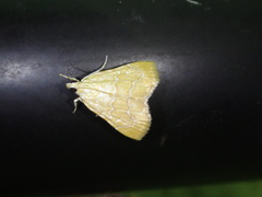 Glaphyria sesquistrialis