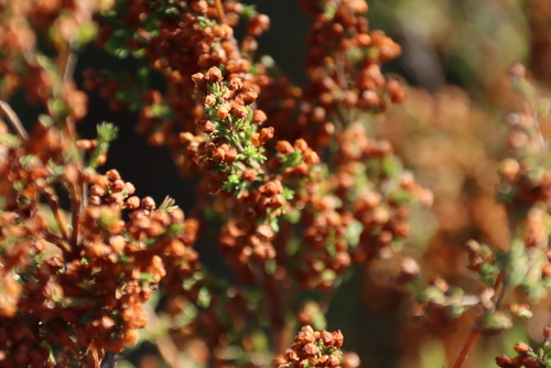 Erica mauritanica, photograph 4
