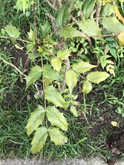 Ampelopsis glandulosa heterophylla