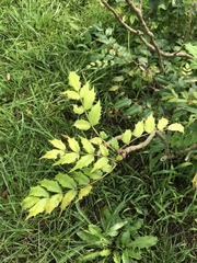 Ampelopsis glandulosa heterophylla