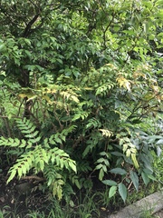 Ampelopsis glandulosa heterophylla