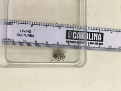 Leptostylus asperatus