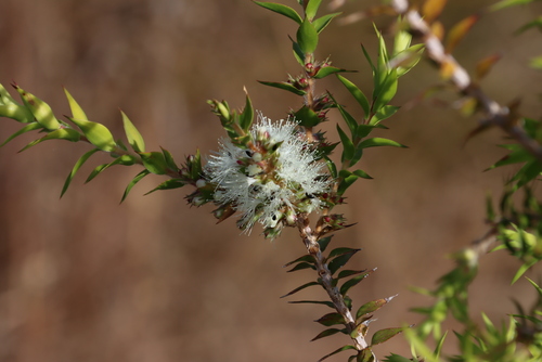 Image of Melaleuca styphelioides by (c) Tony Rebelo, some rights reserved (CC BY-SA)
