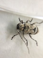 Leptostylus asperatus