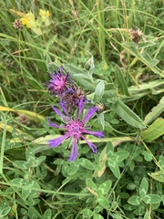 Centaurea montana