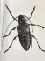 Leptostylus asperatus