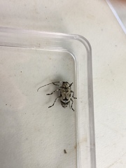 Leptostylus asperatus