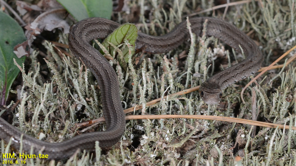 Frog Catching Rat Frog-eating Rat Snake from Seosan, KR-GN, KR on August 19, 2016 by Kim ...