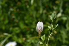 Trifolium monanthum