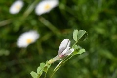 Trifolium monanthum