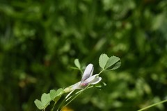 Trifolium monanthum