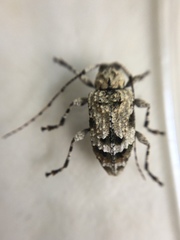 Leptostylus asperatus