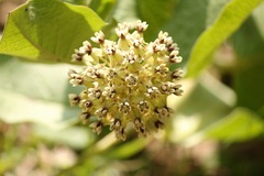Asclepias pringlei