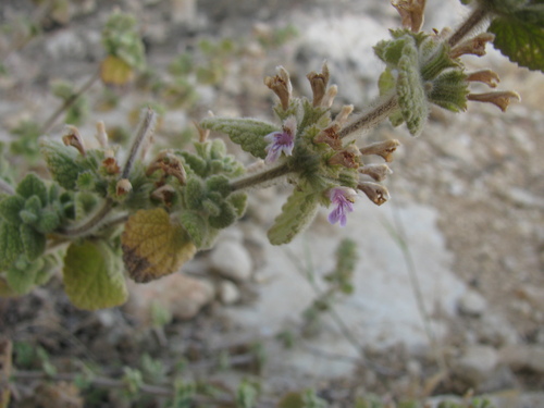 Ballota saxatilis (Ballota saxatilis)