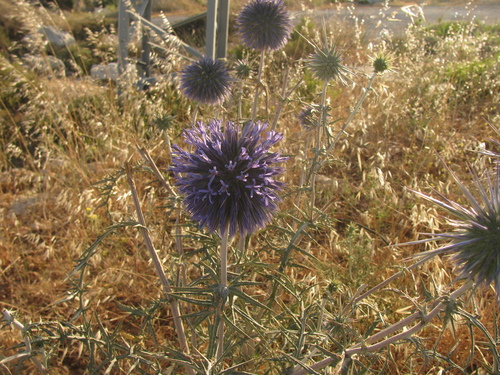 Echinops adenocaulos, photograph 6