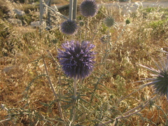 Echinops adenocaulos, photograph (c) Nachman bones, some rights reserved (CC BY)